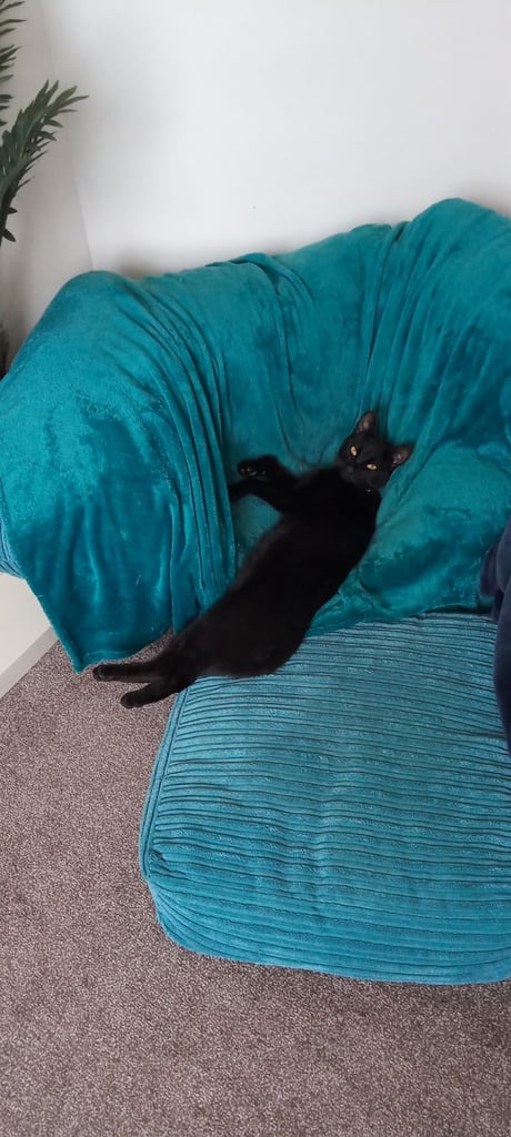Male neutered 1 year old cat