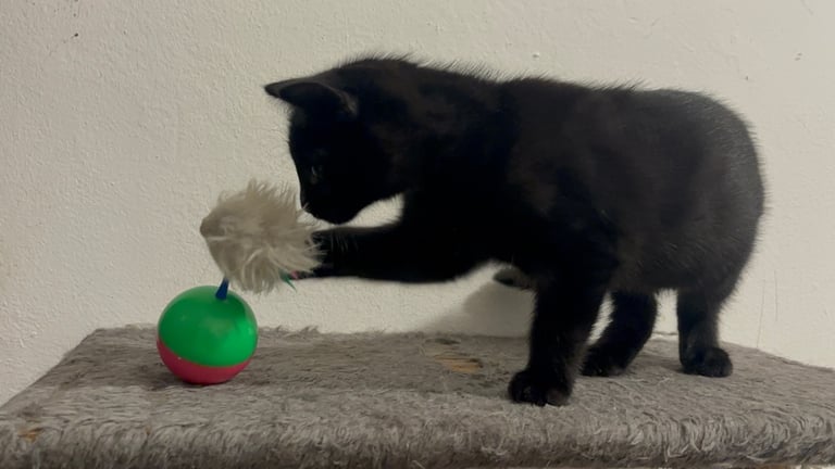 2 gorgeous playful kittens available Now 