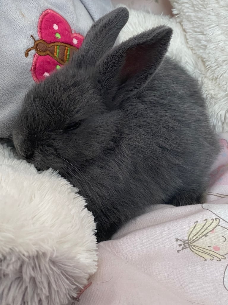 Dark grey boy bunny mini lop