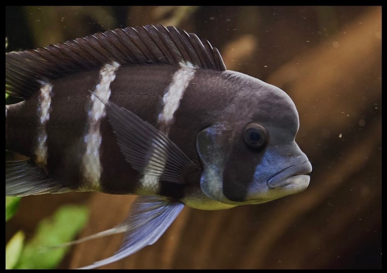 Beautiful Rare Frontosa Cichlid for sale 