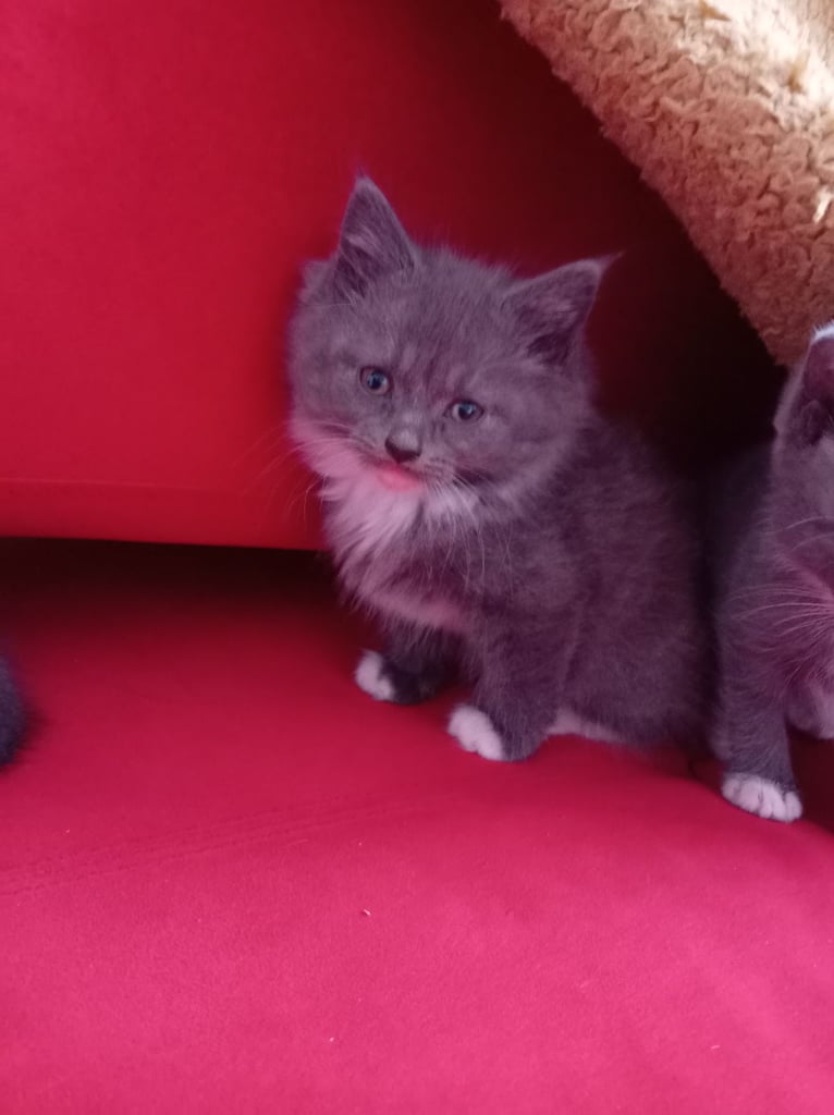 And in England Cats Kittens for Sale Gumtree