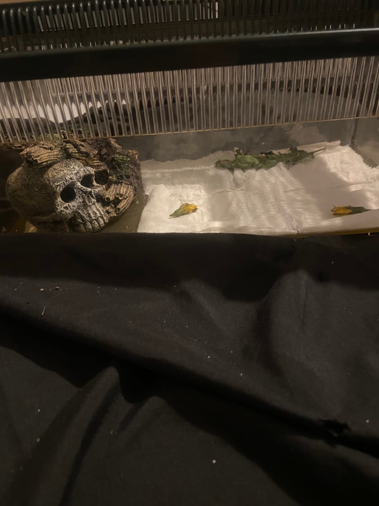pet cage 