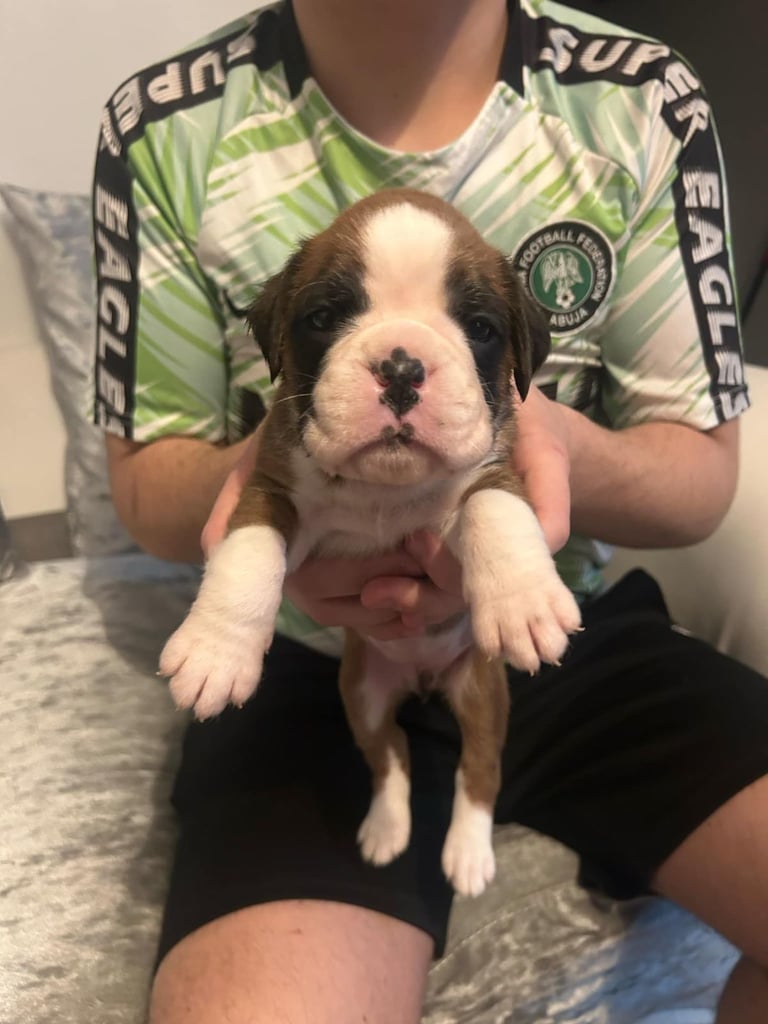 Boxer puppies 