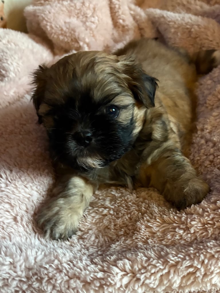 Two stunning shitzu pups 