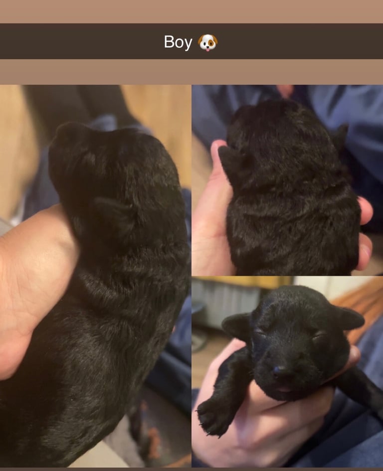 Beautiful Jackapoo Puppies 