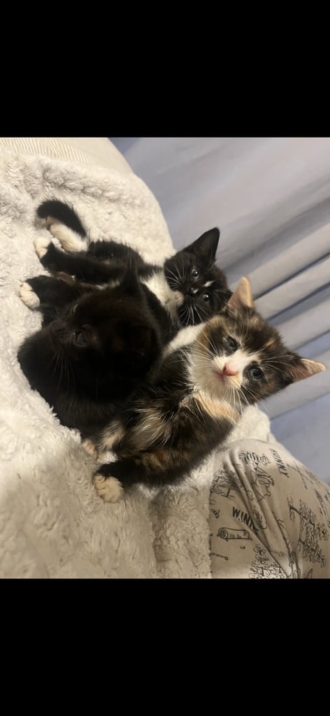 Beautiful kittens