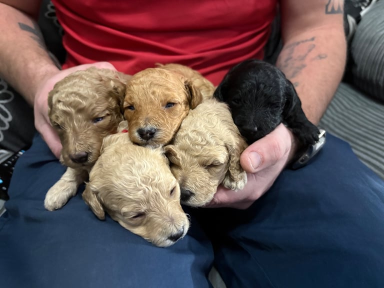 Cavapoochon pups 