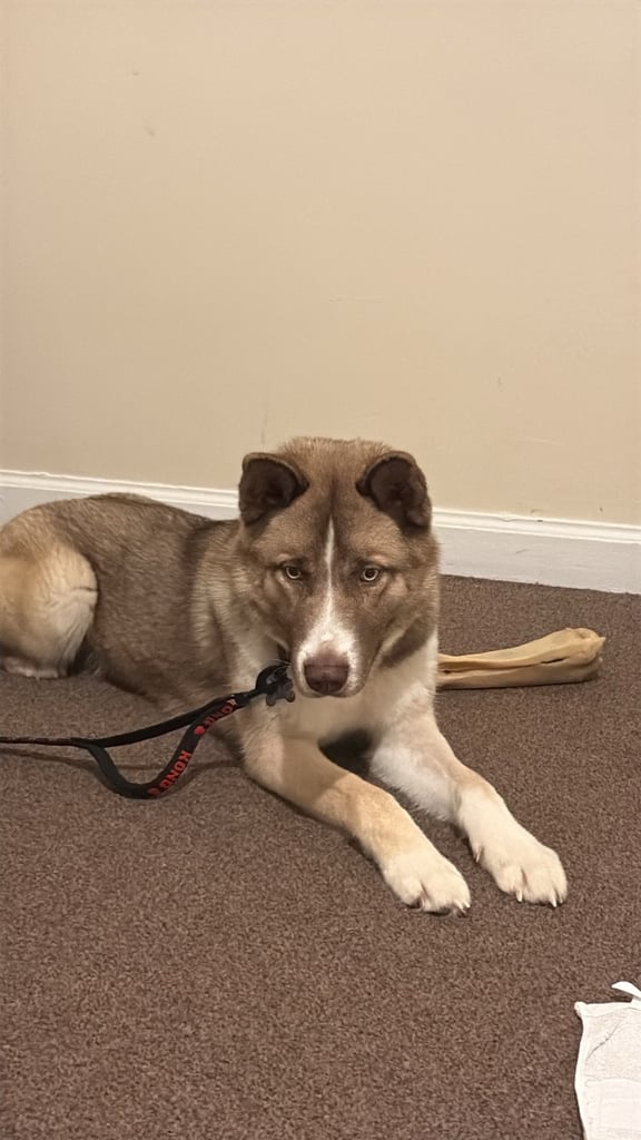 Husky x Akita huskita 