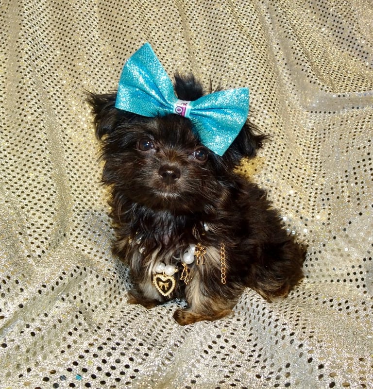 XXXXXXXXS Stunning Micro Tiny Black Blue & Tan Maltese X Chihuahua F1 Malchi Boy Puppy