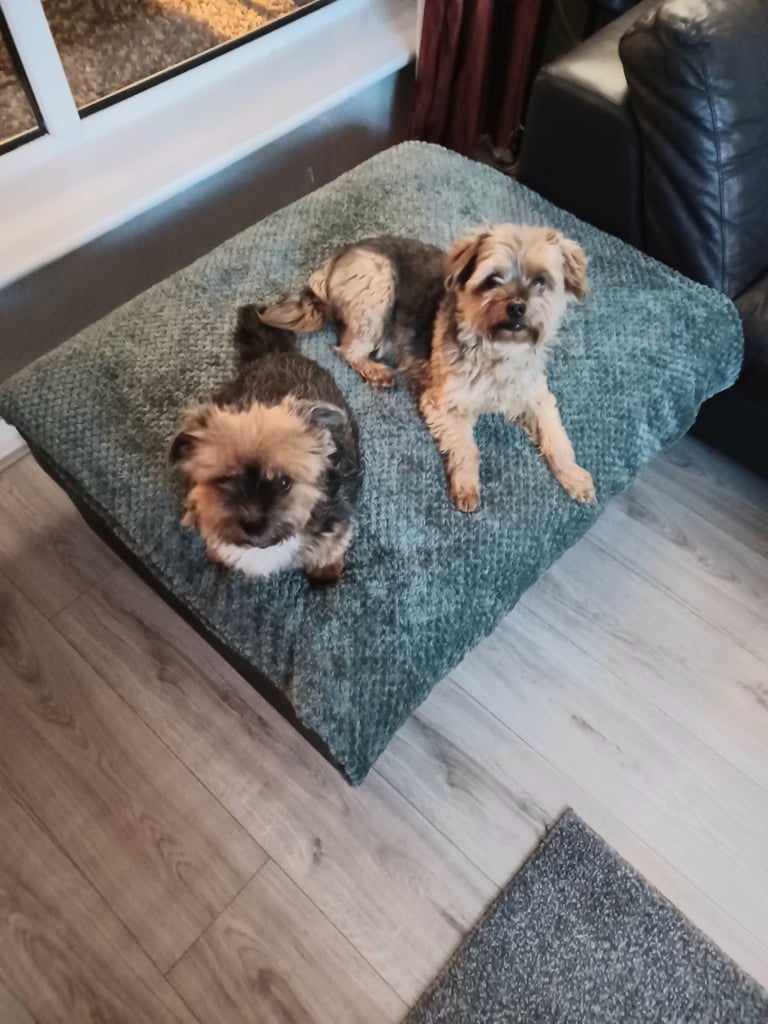 Pet minder needed Bangor area 40 per night