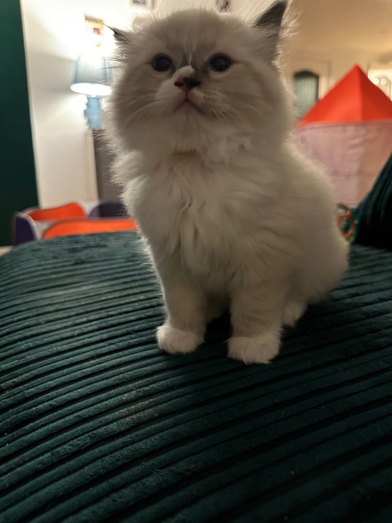 💕RAGDOLL💕 LAST 2 GIRLS 