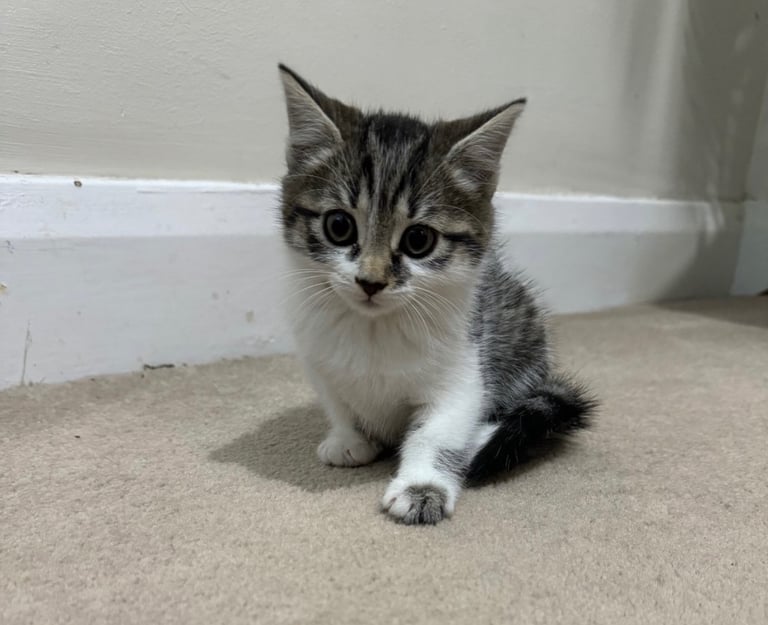 Domestic shorthair kitten 