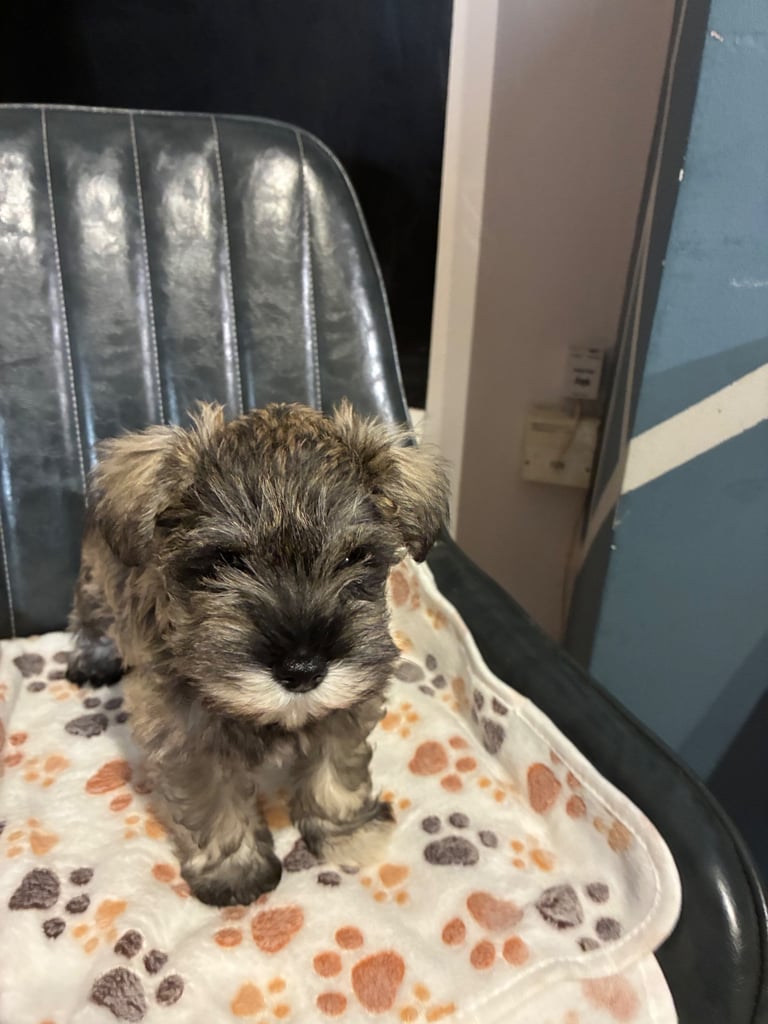 Miniature schnauzer puppies 