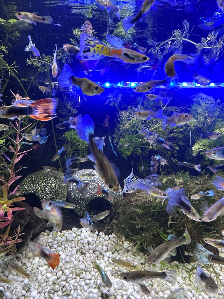 Aquarium Guppies