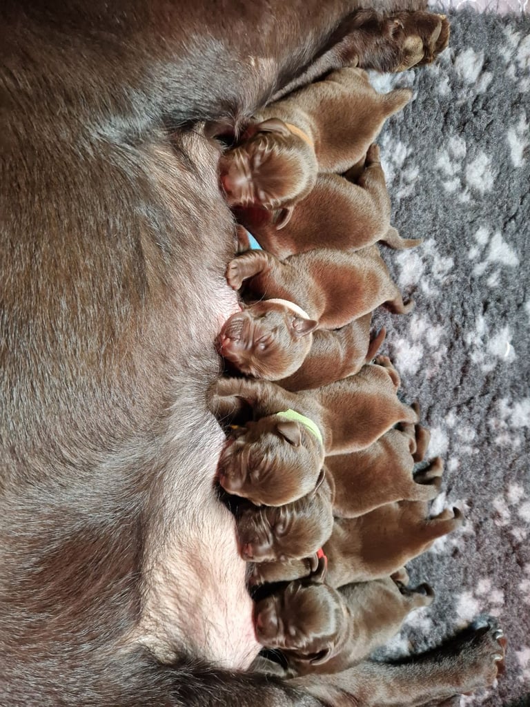 Smashing Chocolate Labrador puppies