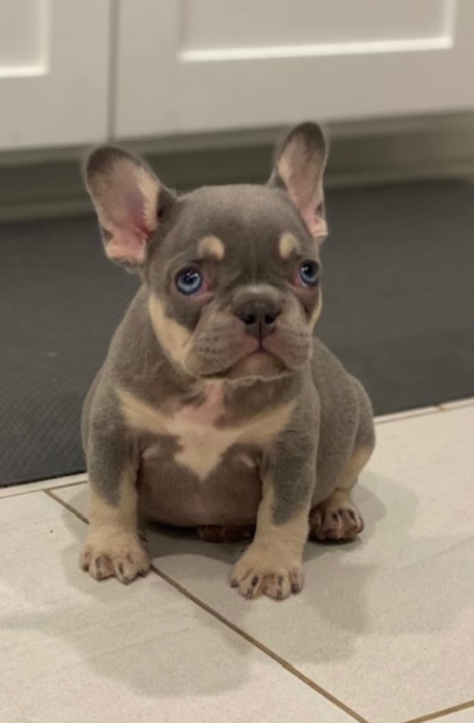 Bulldog Breeders French Bulldog Beagle Mix For Sale French Bulldog