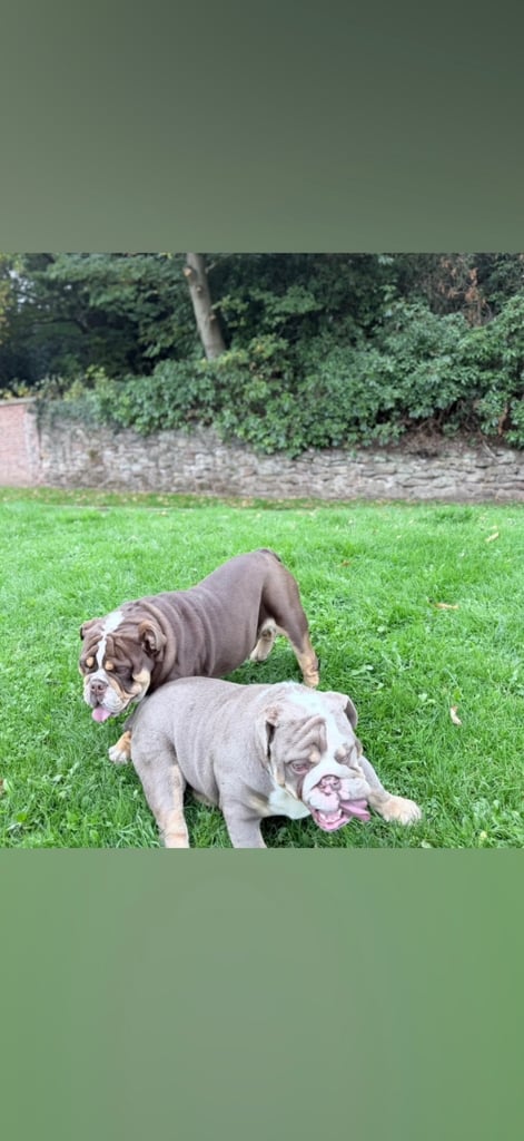 6 month english bull dog 