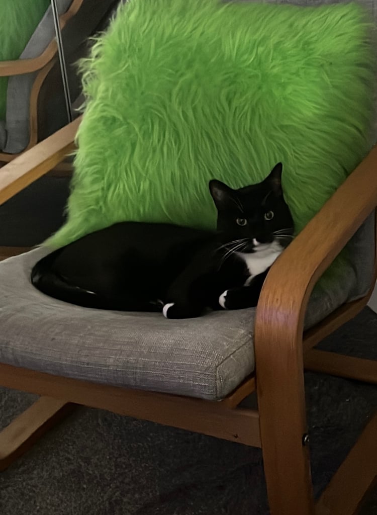 3yr old ‘Ross’ cat for rehoming 