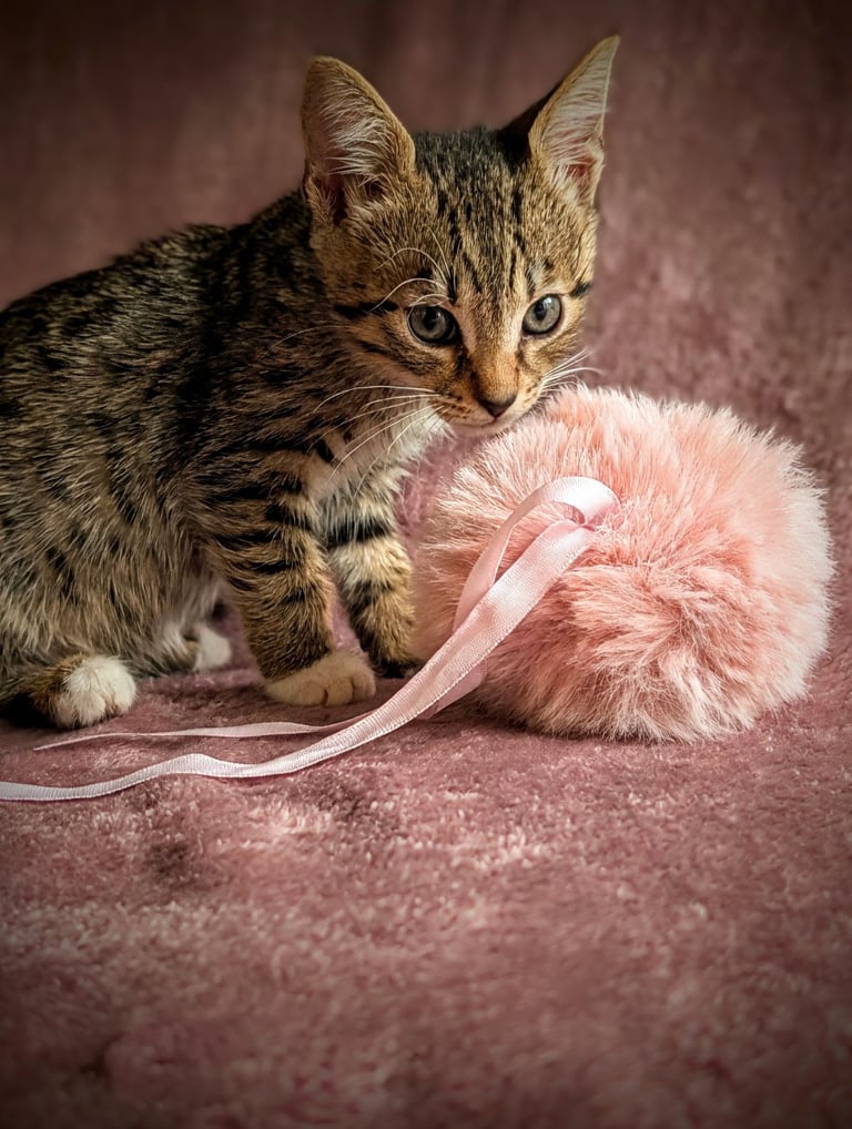 British short hair cross