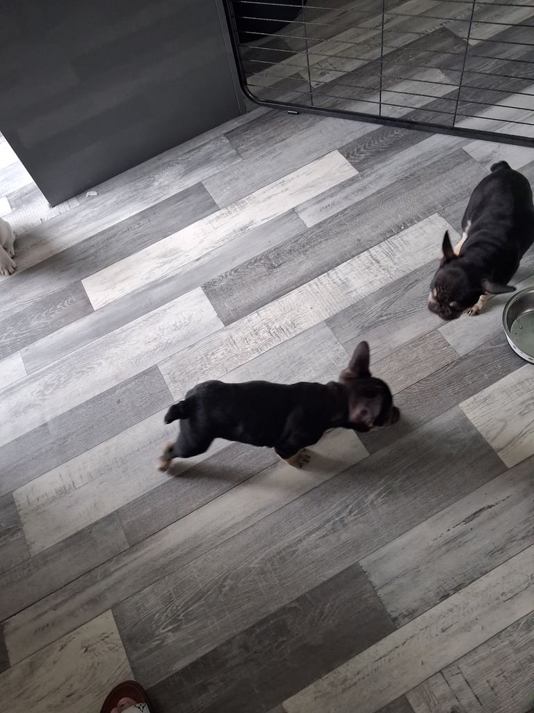 French bulldogs