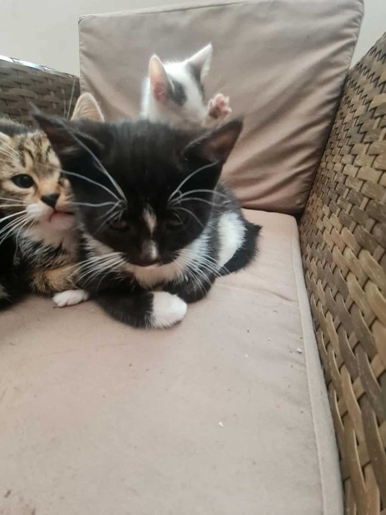 2 months old kittens