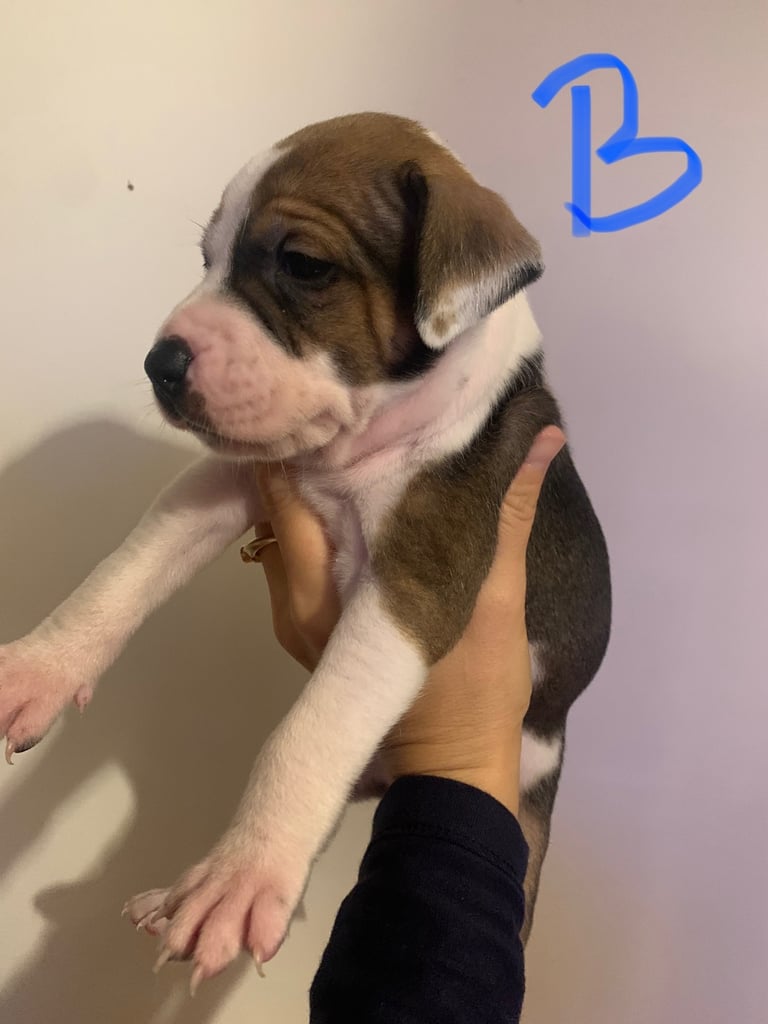 Staffordshire bull terrier 