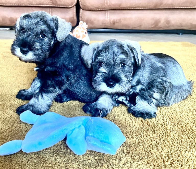 Miniature Schnauzer KC registered 