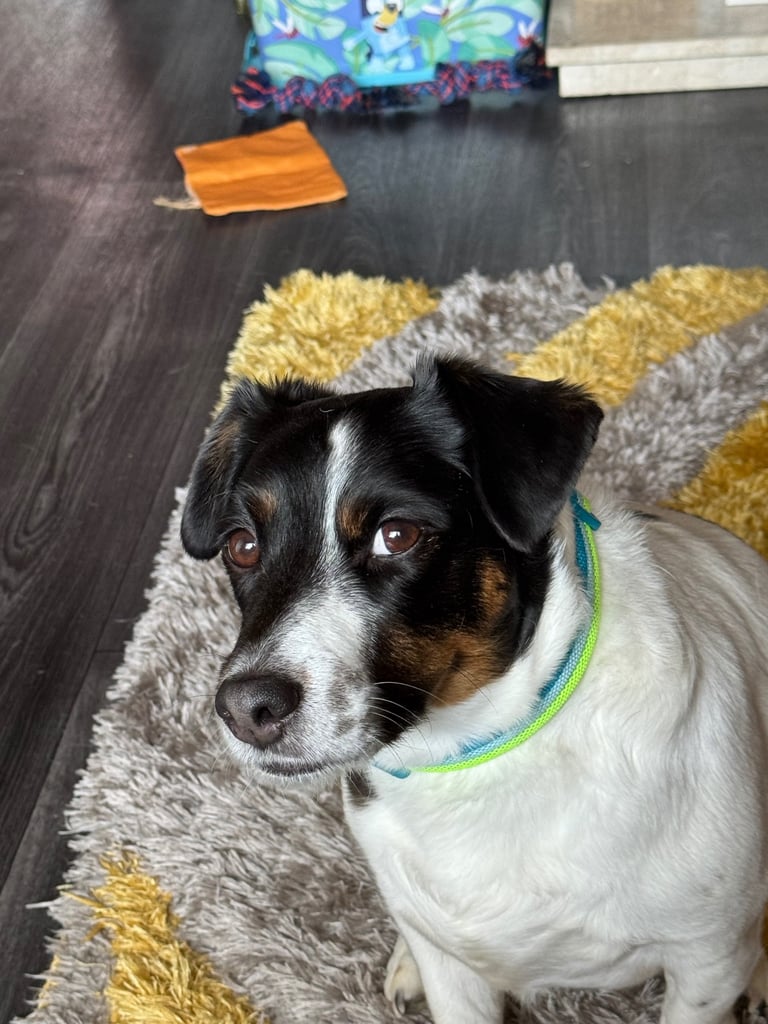 5 year old Jack Russell 
