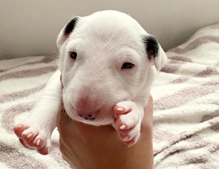 KC English Bull Terrier puppies 🐾