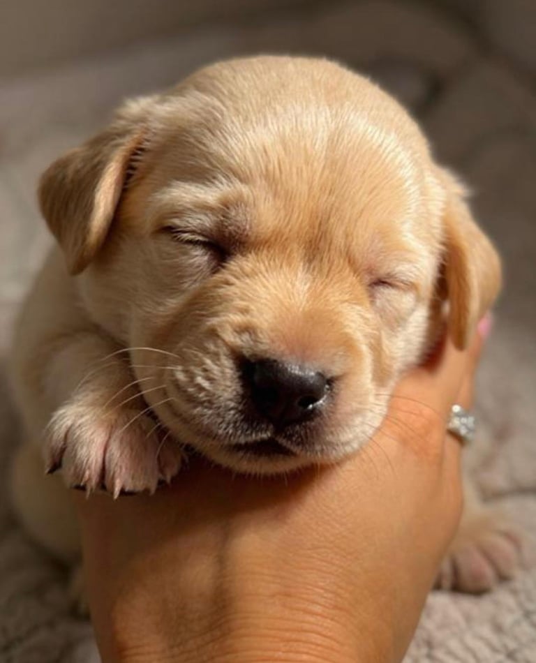 Kc registered Labrador pups 