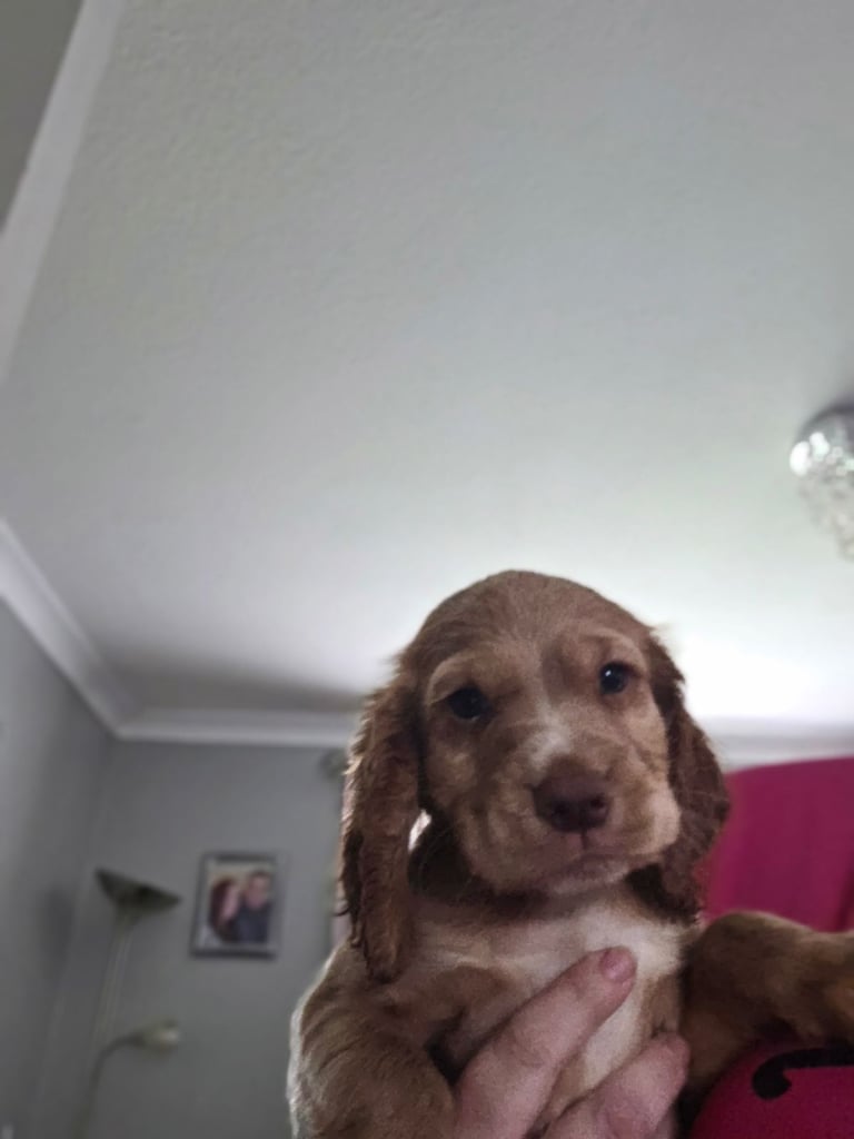 Gorgeous cocker spaniel 