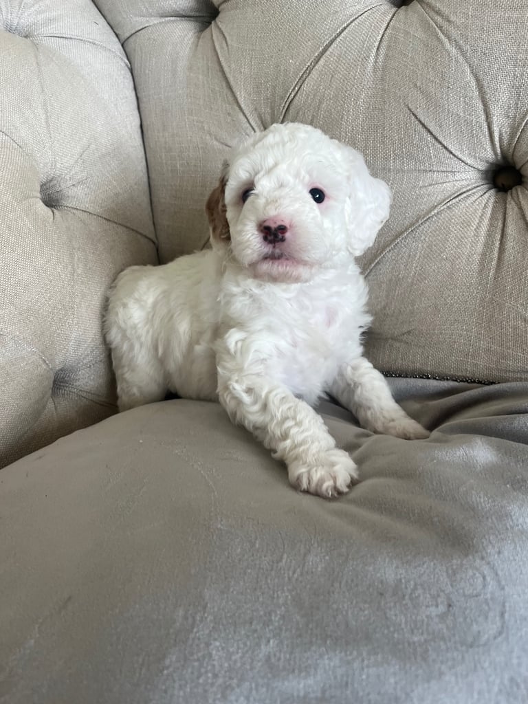 Beautiful Cavapoochon Puppies