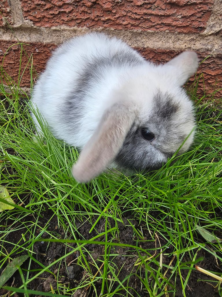 One bunny 