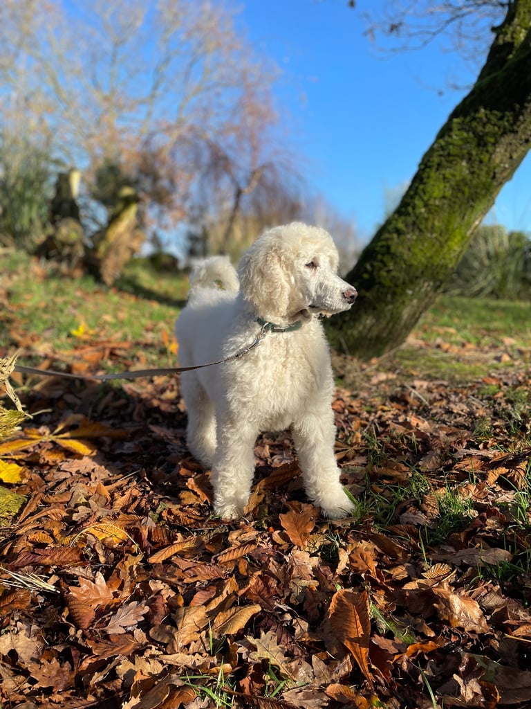 Standard poodle pup - one left