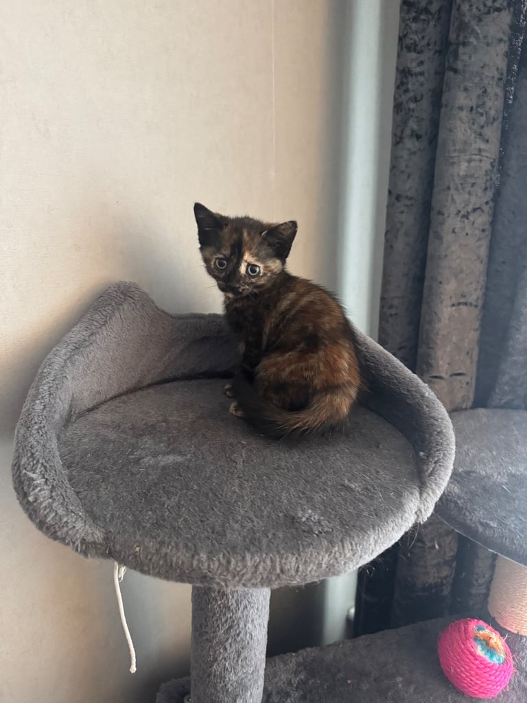 7 week old Kittens for sale 