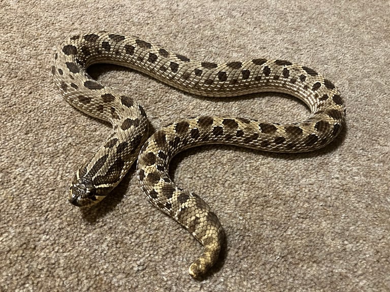 hognose snakes, 1 male & 1 female (9 years old)