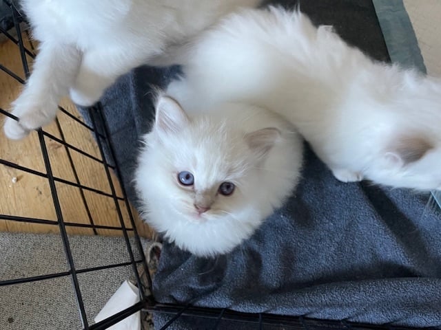 Ragdoll kittens for sale 4 boys left 