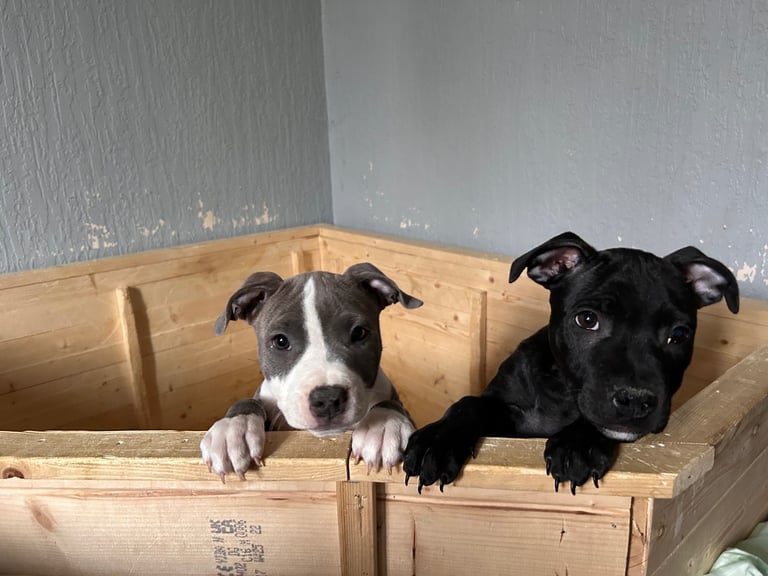 Staffie puppies ***REDUCED***