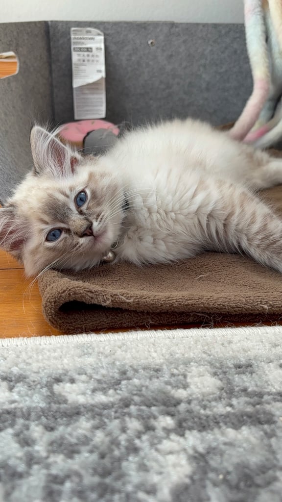 Ragdoll 