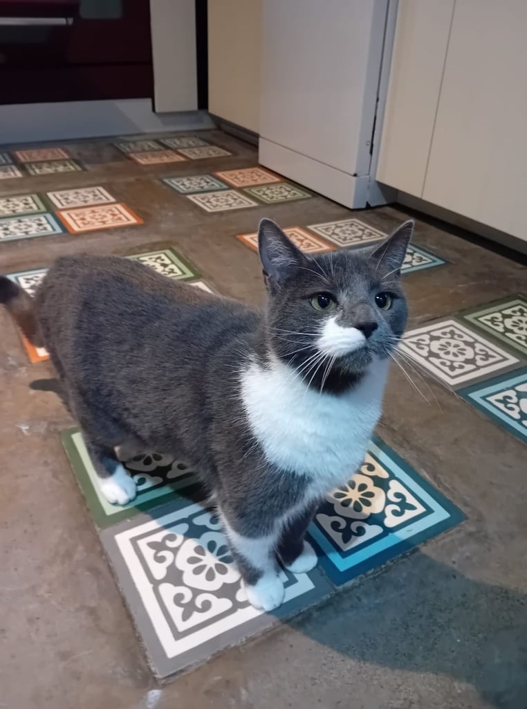 Brother and sister cat to be rehomed