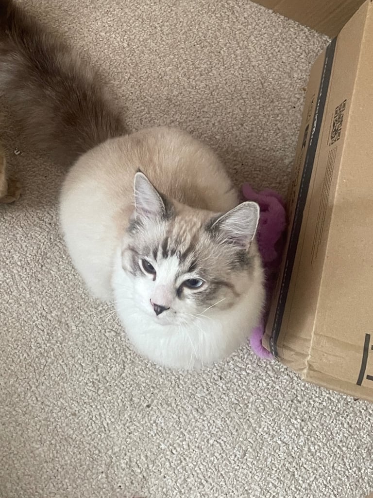 Pedigree Ragdoll Kitten