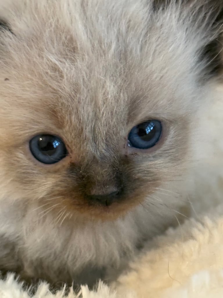 Gccf Ragdolls 🥇M&F 💙🩷 7wk 5 wk & 20wk kittens 