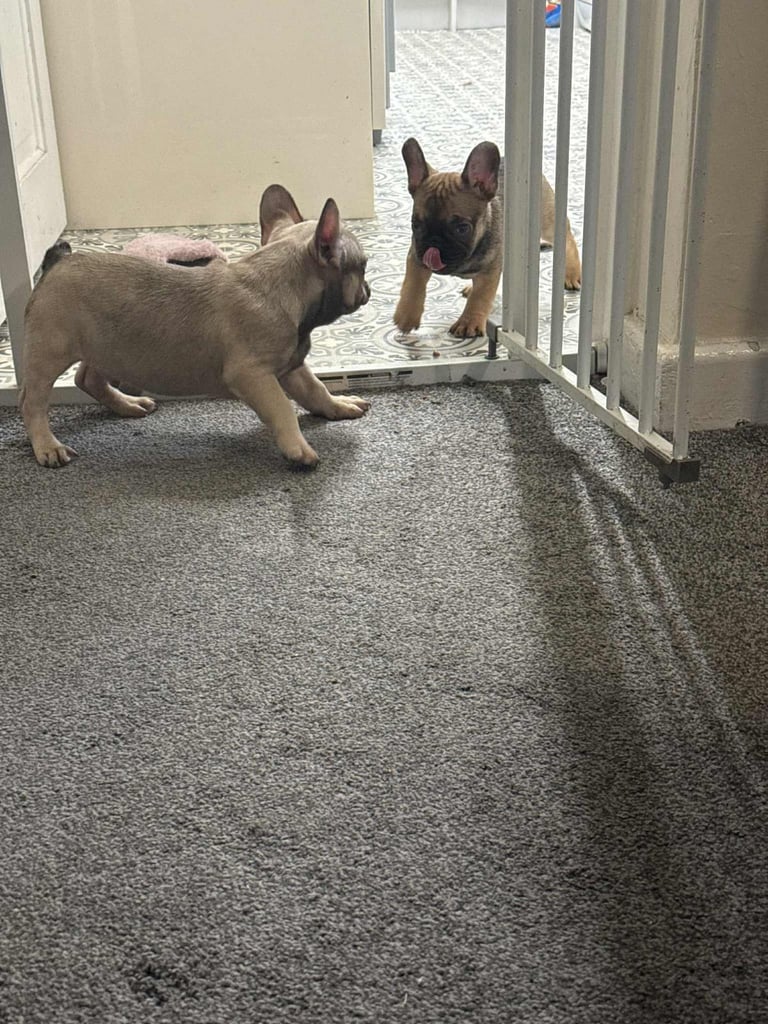 image for French bulldog