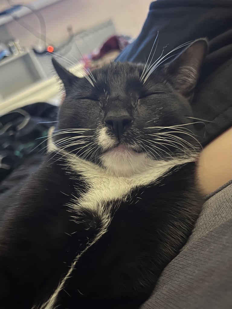 3yr old ‘Ross’ cat for rehoming 