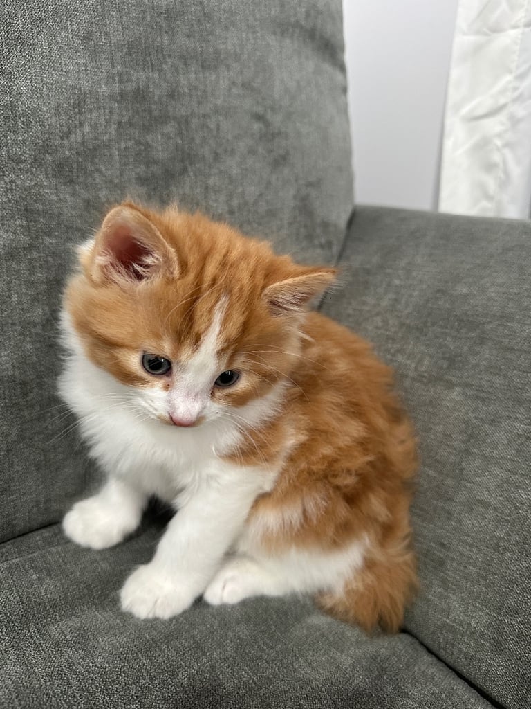 image for Kitten 