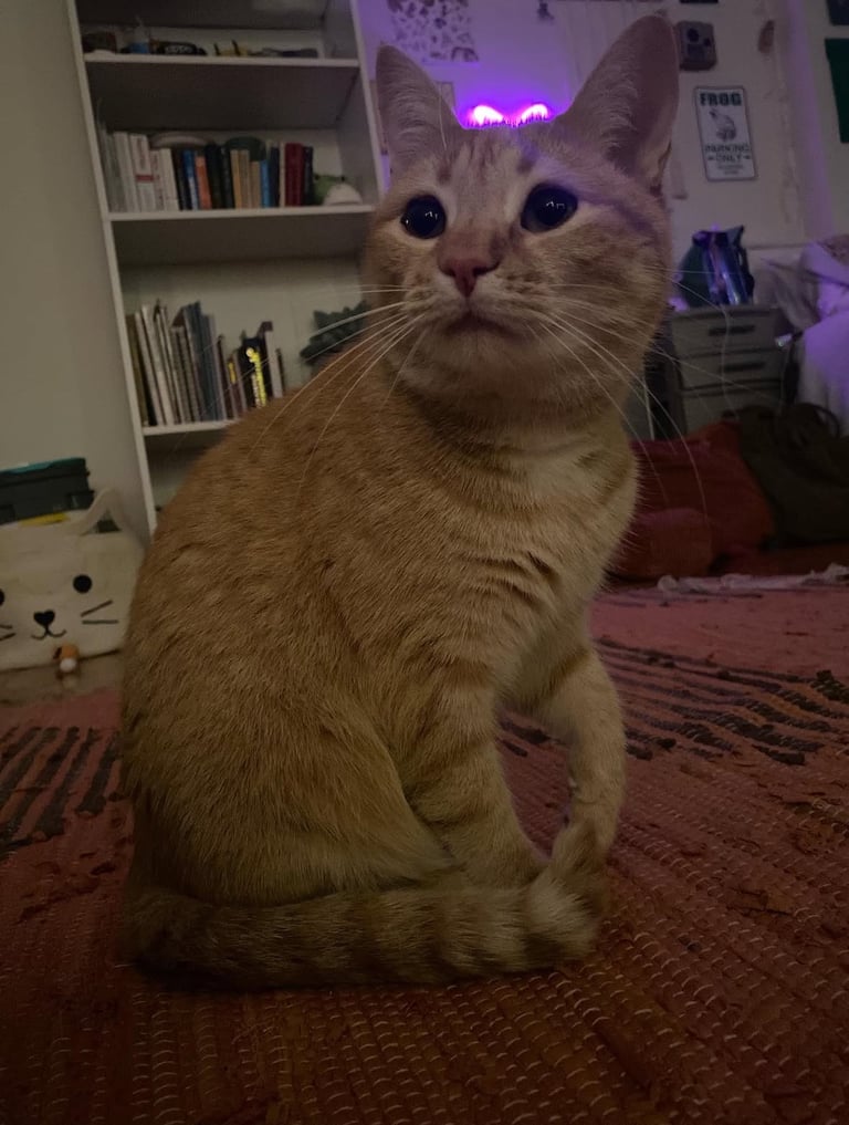 Ginger kittens available