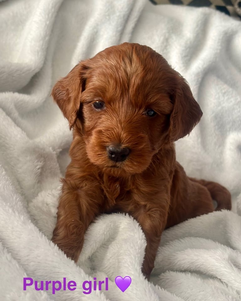 Golden doodles F1bb puppies hypoallergenic and malting