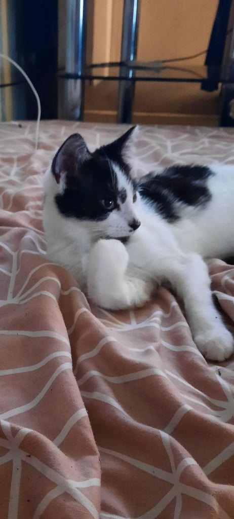 1 female kitten ready to leave can deliver too