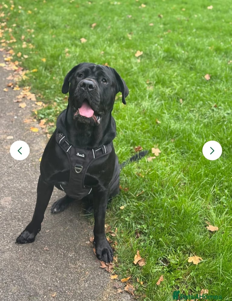 Cane corso