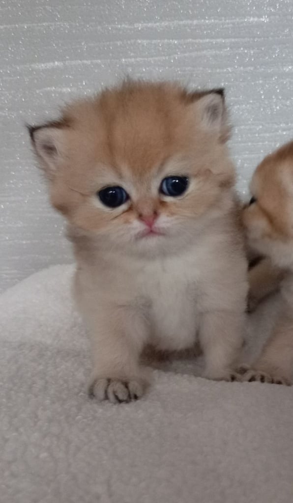 x4 Pedigree British Longhair & x2 British Shorthair Blue Golden & GoldenKittens 